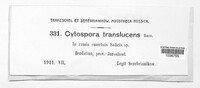 Cytospora translucens image